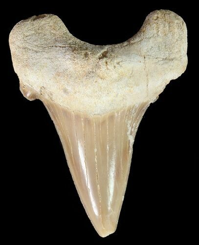 Otodus Shark Tooth Fossil - Eocene #67256